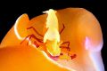 "The Jockey" - imperial shrimp riding a nudi, Indonesia 